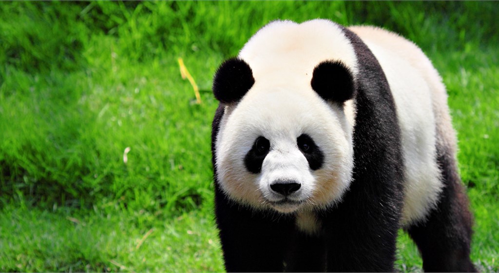 Aniversário Panda